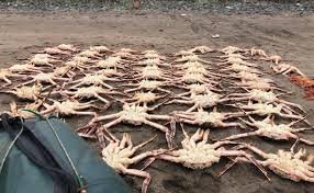 Браконьерский краб//Lot of crab! +ЗАДЕРЖАНИЕ ФСБ