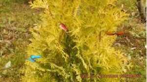 Туя западная Голден Анна (golden-anna) ? обзор: как сажать, саженцы туи Голден Анна