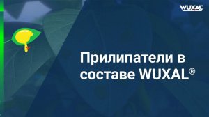 Прилипатели в составе Вуксал