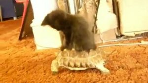 Прикольные кошки