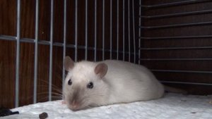 Беременная крыска лежит, отдыхает! Крыска матрешка! Декоративная крыса сиамская\color point