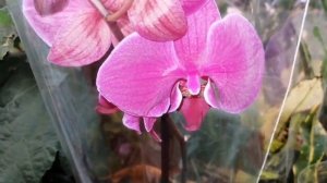 Завоз орхидей в Леруа Мерлен город 14.07.20