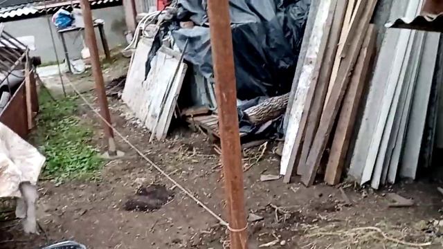 Какую породу собак выбрать. Продолжаем строить, начали делать вальеры для собак. смотреть онлайн