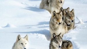 Волк и волчата. Родная природа. Познаем мир, развиваем речь.#ютуб #волки #волчата #wolf