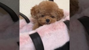 Лучшая подборка приколов с маленькими собаками | Очень смешные маленькие собачки