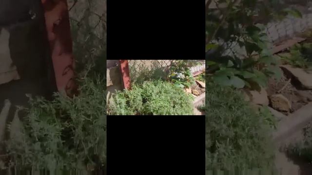 стрижка лаванды. когда и как это правильно делать. принимайте ванну с лавандой и будет вам счастье