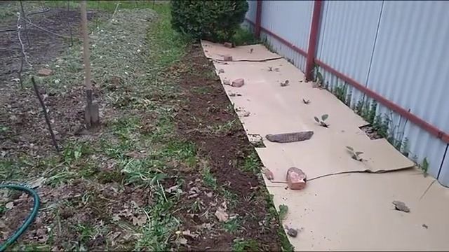 №6 Сажаем картофель на картон без перекопки