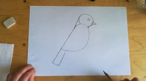 1  Рисуем птичку карандашом. Занятие первое