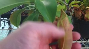 Highland Nepenthes: Dead pitcher removal and other tips for Carnivorous plants in the greenhouse.