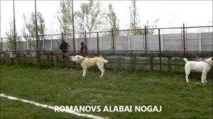 CIOBANESC DE ASIA CENTRALA - ROMANOVS ALABAI NOGAJ