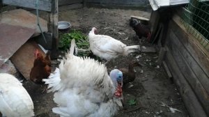 Птичий двор. Индюки и куры.