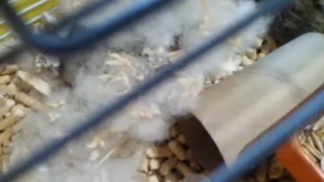 Как понять что хомячиха беременна