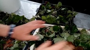 Ферментированный чай. Способ приготовления