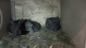 Полу уплотноненный окрол