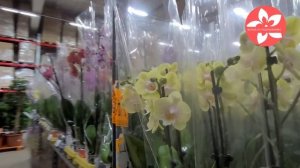 Обзор орхидей в магазине Флорэвиль в Москве