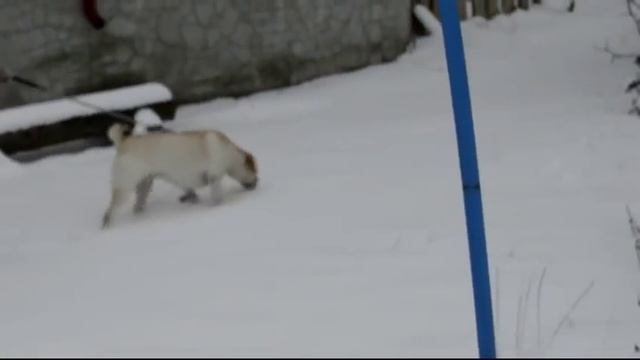 [ВИДЕОКУРС] Bоспитание непослушного лабрадора смотреть онлайн