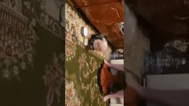 Пёс