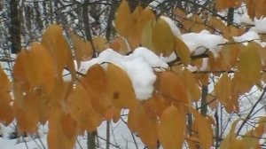 КЛИП "РАЗМЫШЛЕНИЯ НА ПРОГУЛКЕ". А.РОЗЕНБАУМ.GerasimovKM.