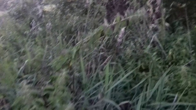 ОБЗОР МОЕЙ УСАДЬБЫ август 2018. ЗАБРОШЕННЫЙ ДОМ/Российская Глубинка Тульский край смотреть онлайн