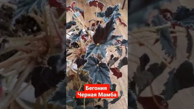 Бегония Черная мамба