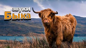 Звуки Быка | Мычание Быка | Рев Быка |