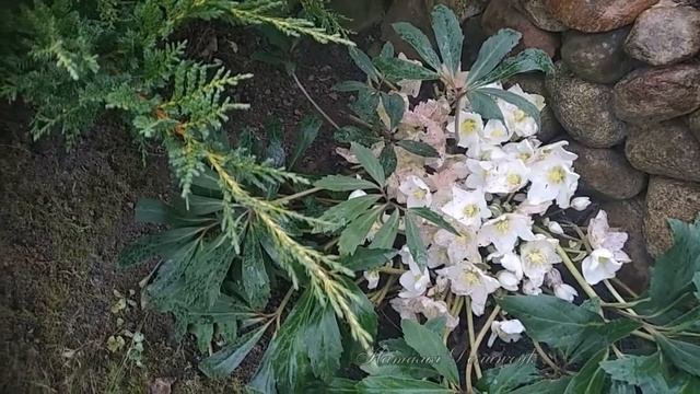 Фарфоровые цветы зимы
