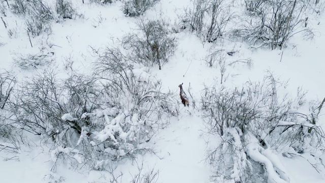 Прогулка по снежному лесу с одиноким оленем. Эпизоды из жизни священника. смотреть онлайн