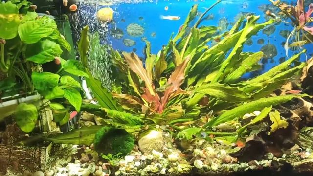 Гуппи. Секреты содержания и ухода. Аквариум с гуппи Разведение гуппи. Рыбки Живородящие. Видео обзо смотреть онлайн