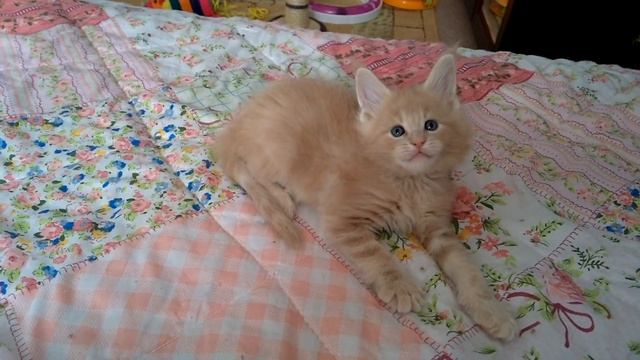 Ванилька, котёнок мейн кун, кремовый мраморный, 5,5 недель смотреть онлайн