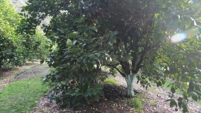 ГДЕ СОБИРАТЬ МАНДАРИНЫ В СИДНЕЕ/WATKIN'S FARM смотреть онлайн