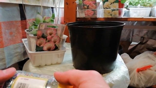 ЭУСТОМА В КАШПО ПЕРЕСАДКА НА ПОСТОЯННОЕ МЕСТО