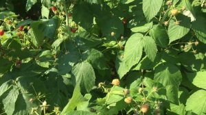 малина полька особенности ягоды #МАРАВИЛЛА #ЗЮГАНА #МАПЕМА #ПОЛЬКА Бизнес идеи