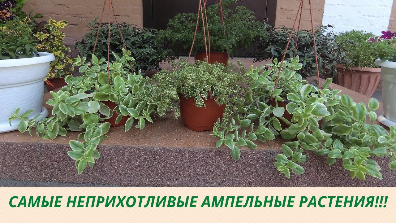 Самые неприхотливые ампельные растения! Отлично растут в доме и в саду! Обзор растений.
