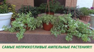 Самые неприхотливые ампельные растения! Отлично растут в доме и в саду! Обзор растений.