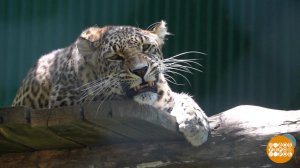 Экзамены для леопардов. Доброе утро. Фрагмент выпуска от 14.07.2023