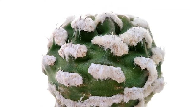Echinopsis subdenudata cv. Fuzzy Navel f. mostruosa