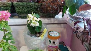 Балконный репортаж #цветы #сад_на_балконе #бугенвиллия