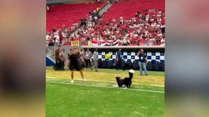 Пес участвует в футбольных и волейбольных матчах в Бразилии