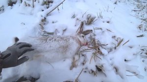 Охота на зайца с папой, зайца аж разорвало! Наваляли зайцев и домой. Охота в Сибири. Охота 2022.