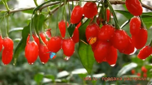Годжи лечебная №1 (lycium barbarum) ? лечебная годжи №1 обзор: как сажать, саженцы годжи №1 смотреть онлайн