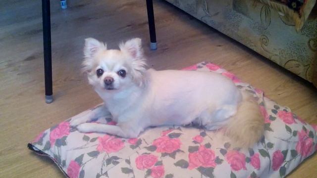 Стриженная Чихуахуа Буся смотреть онлайн