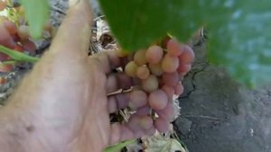 Сорт винограда Велес.