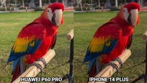 Huawei p60 pro vs Iphone 14 plus camera test Comparison