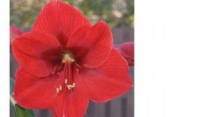 Красные гиппеаструмы: описание и фото лучших сортов - Папилио, Харизма, Дафна и многие другие