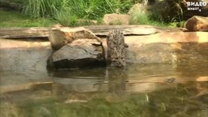 Виверровый кот (Кошка рыболов)