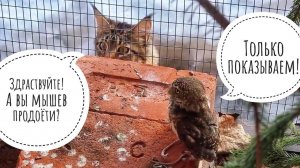 Сыч Чучун с новым хвостом, уборка в домике у сычика Вжуха, кошка Морошка на льду бесит маленьких сов