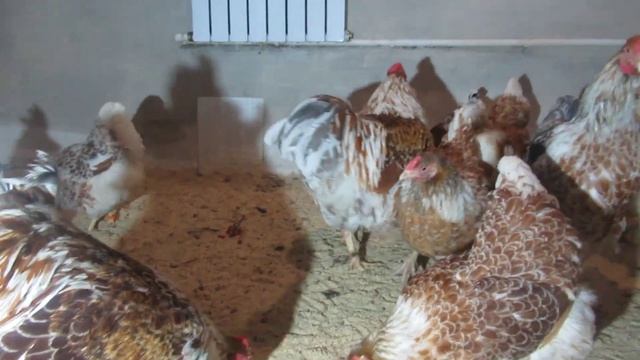 Виандот белое золото, Дарьин двор, ноябрь 2022 смотреть онлайн