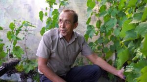 Сотрудник ВСМПО выращивает виноград
