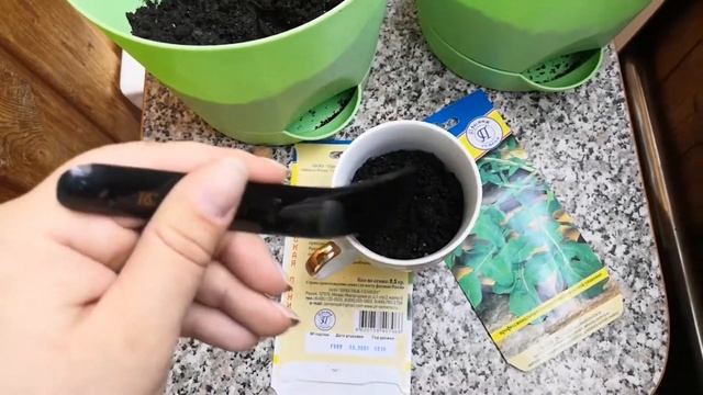 Руккола в домашних условиях. Как посеять рукколу и во что можно посеять ее. смотреть онлайн