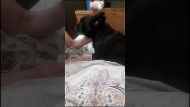 Моняша, чистюля ?
французский бульдог.